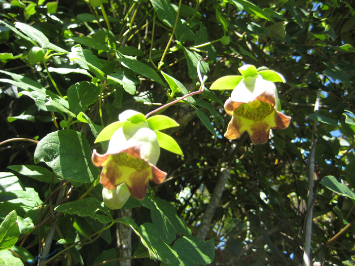 IMG_1155 a.jpg