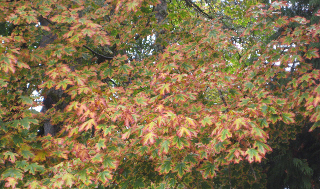 test w.jpg test w.jpg