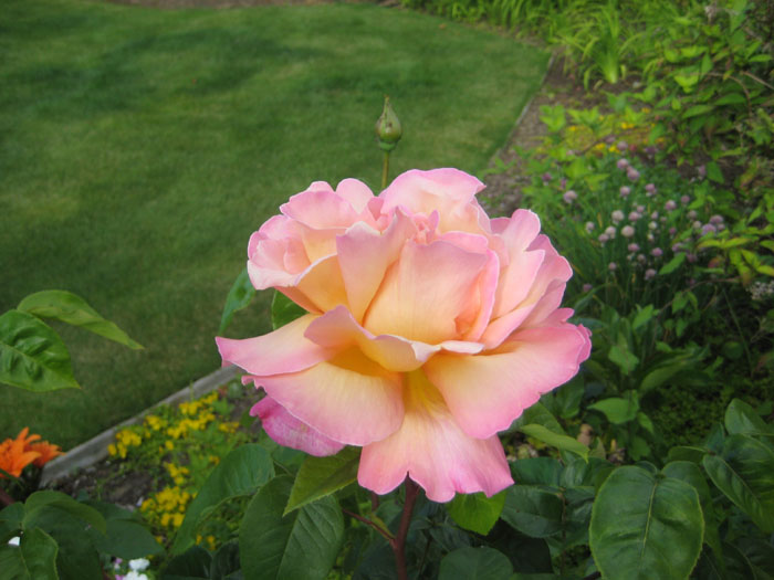 IMG_0687 a.jpg