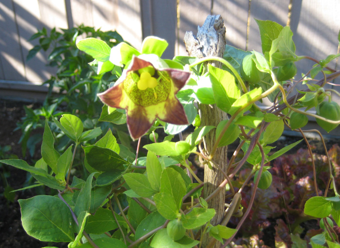 IMG_1021 a.jpg