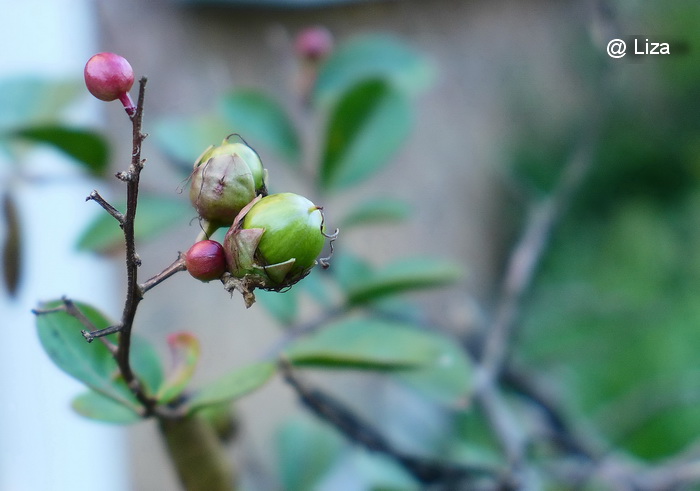P1000861_1.JPG