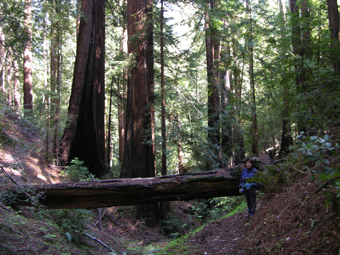 big basin 3-30-08 035-1.jpg