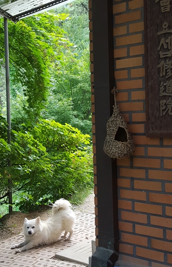 견공3.jpg