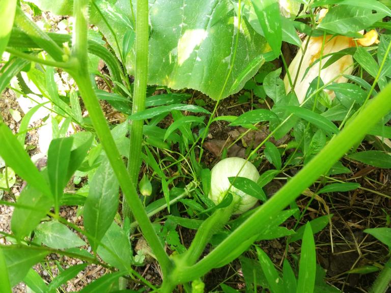 20150823_121702.jpg