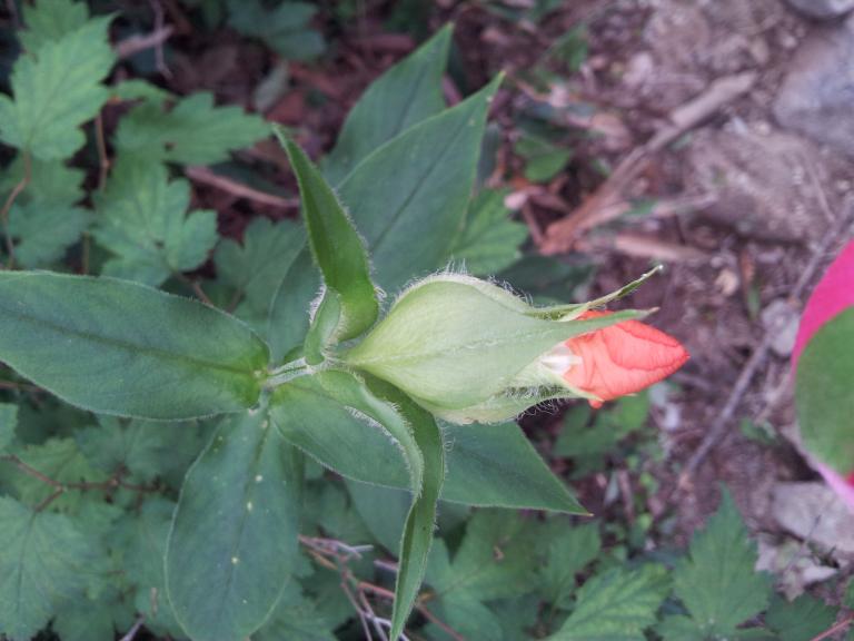 20120731_113243.jpg