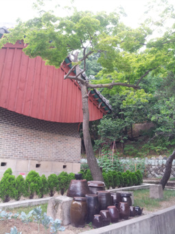 20120621_081809.jpg