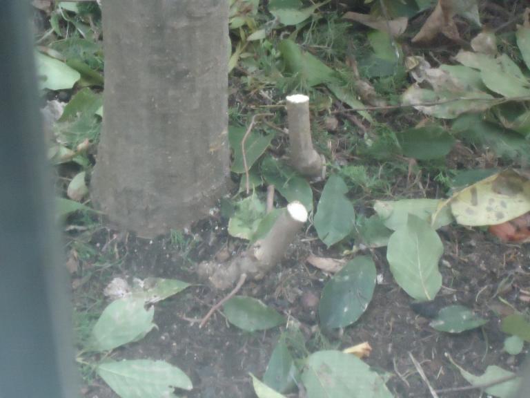 DSC03483.JPG