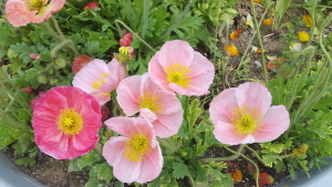 크기변환_20160528_172400.jpg 크기변환_20160528_172400.jpg