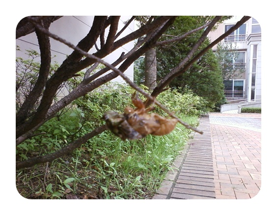 사진090725_67.jpg 사진090725_67.jpg