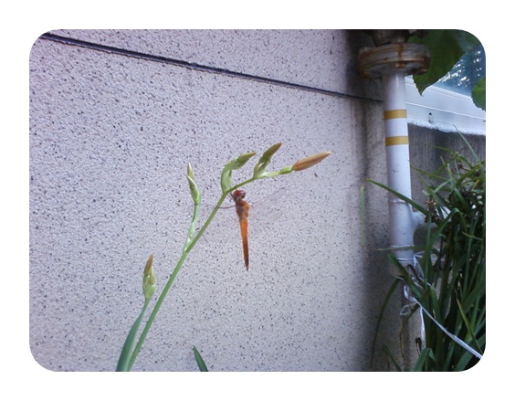 사진090725_75.jpg 사진090725_75.jpg