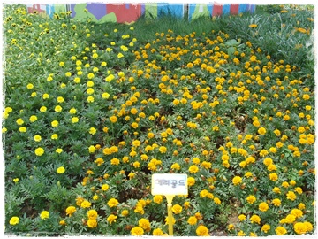 SNV30030.JPG