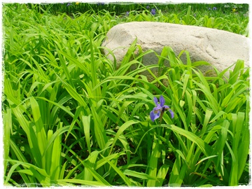 SNV30038.JPG