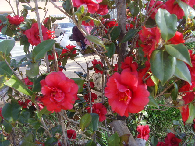 SNV35592.JPG
