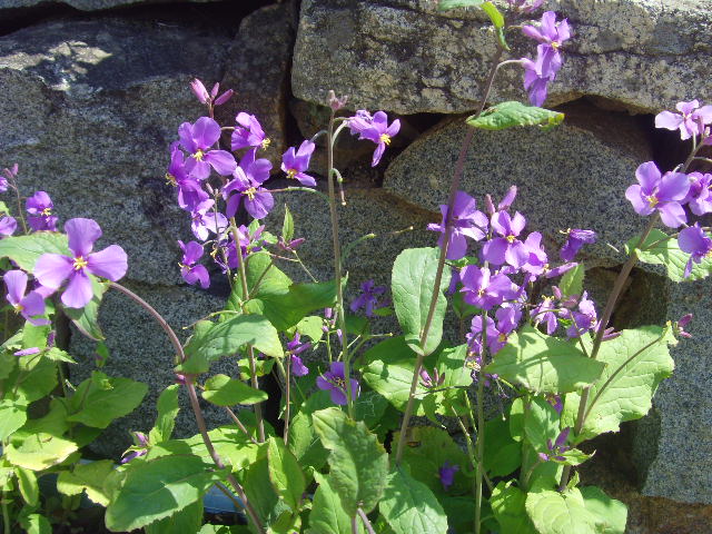 SNV35654.JPG