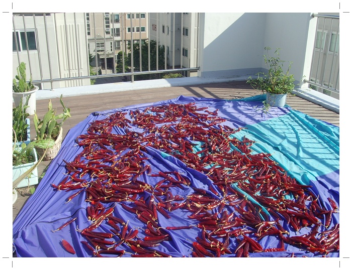 고추 001.jpg