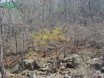 SNV39380.JPG