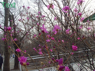 SNV39393.JPG