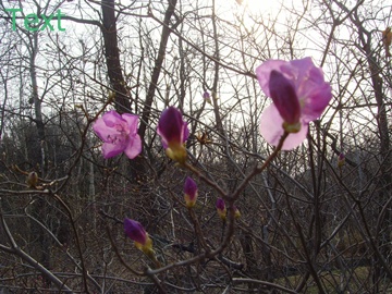 SNV39396.JPG