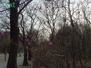 SNV39397.JPG
