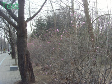SNV39398.JPG