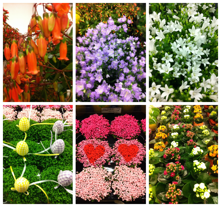 꽃시장 1 collage.png