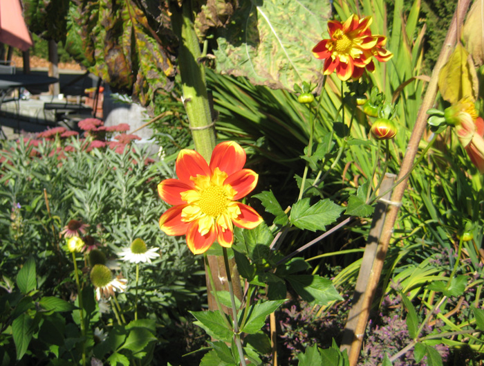 IMG_1565 a.jpg