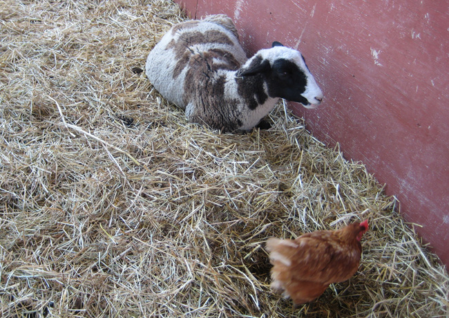 mornigstar farm 003 a.jpg mornigstar farm 003 a.jpg