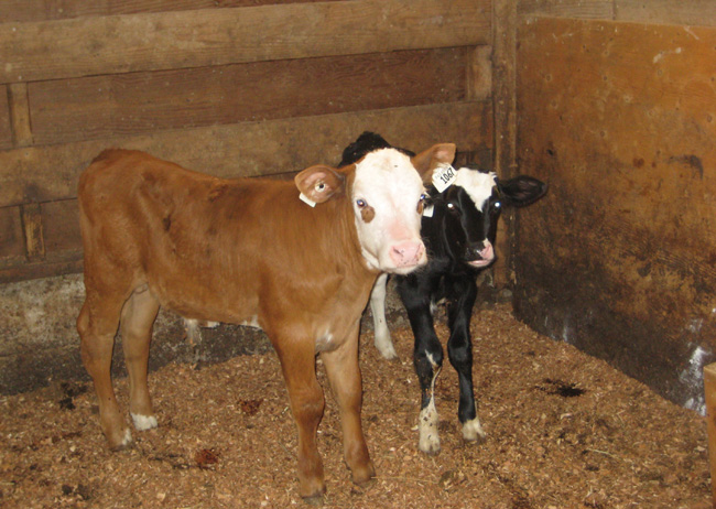 mornigstar farm 013 a.jpg mornigstar farm 013 a.jpg