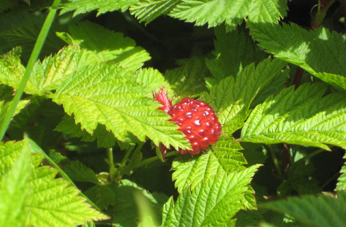 2010 wildberry.jpg