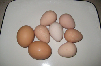 babyeggs.jpg