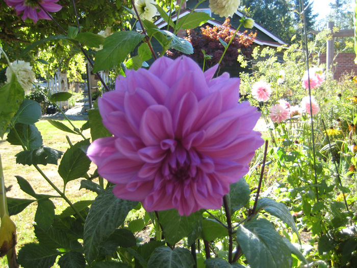 IMG_1569 a.jpg