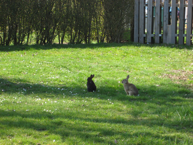 rabbit 005a.jpg rabbit 005a.jpg