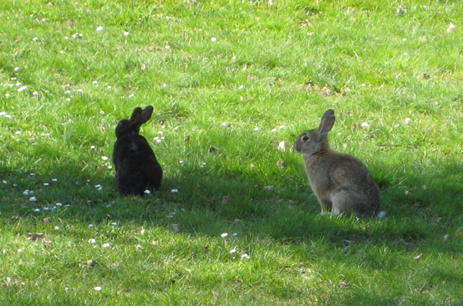rabbit 007a.jpg rabbit 007a.jpg
