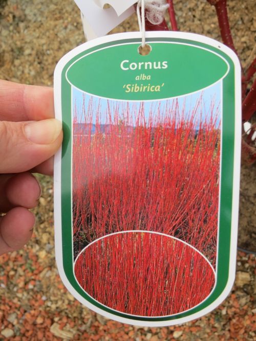 Cornus Sibirica .jpg
