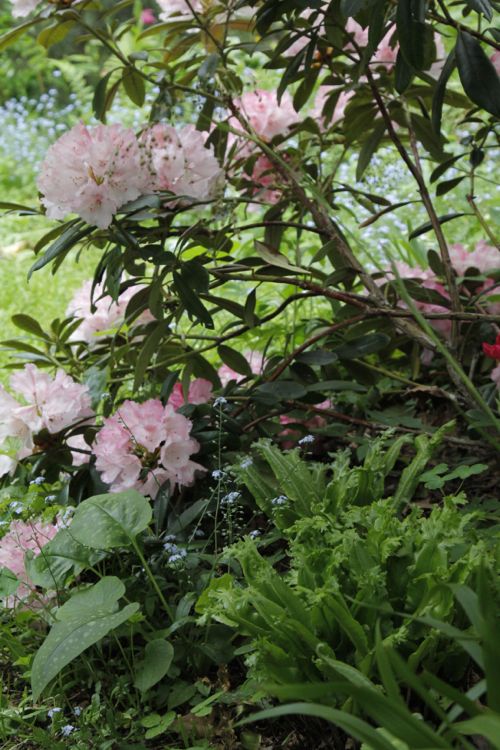 Rhododendron_MG_3479.jpg