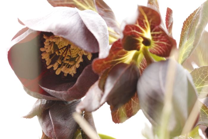 Helleborus 2_3.jpg