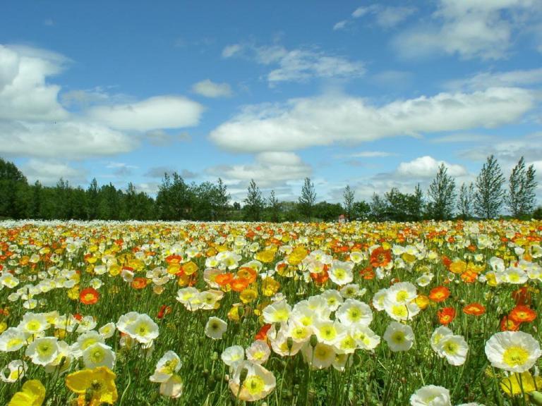 spring flowers.jpg