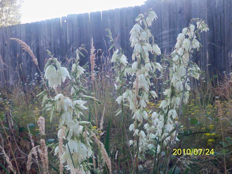 100_1515.JPG