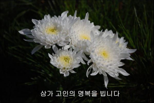 flower.jpg