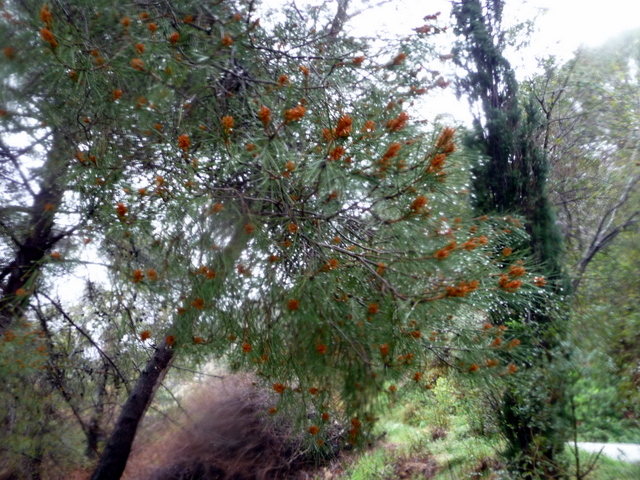 P1170538.JPG