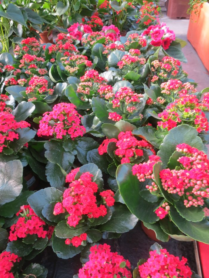 Kalanchoe bloss 1.jpg