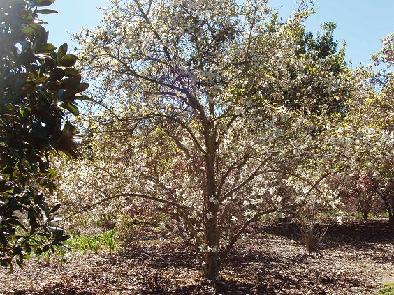 arboletum 2011 feb 011.jpg