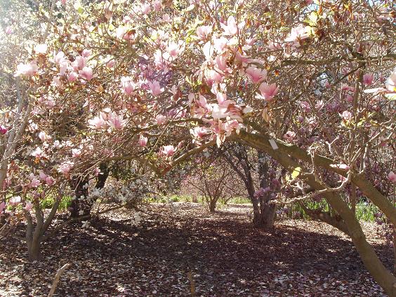 arboletum 2011 feb 016.jpg