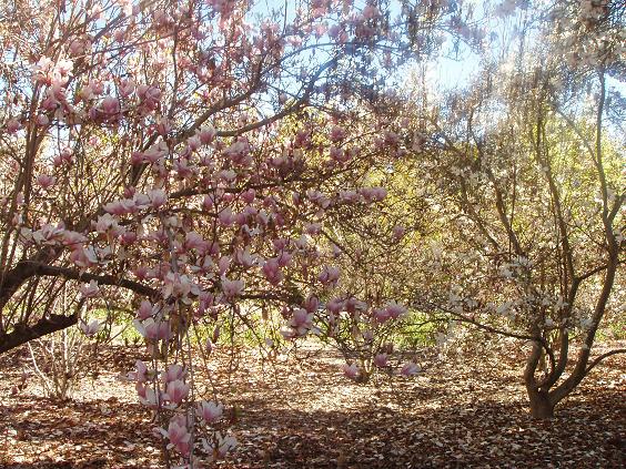 arboletum 2011 feb 018.jpg