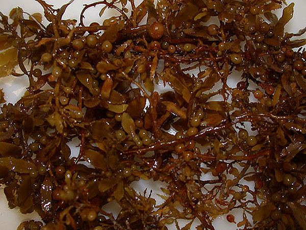 sargassum_600.jpg