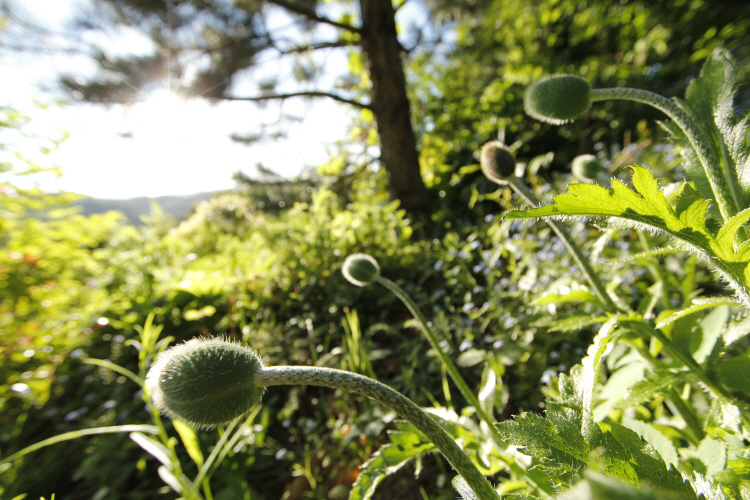 spring_6804.JPG