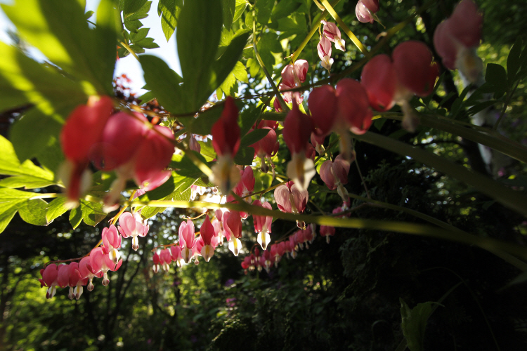 spring_6820.JPG