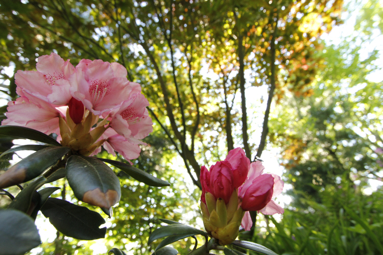 spring_6825.JPG