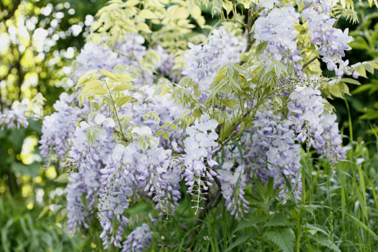spring_6866.JPG