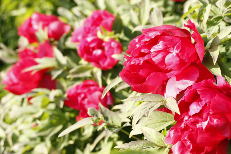 spring_6869.JPG